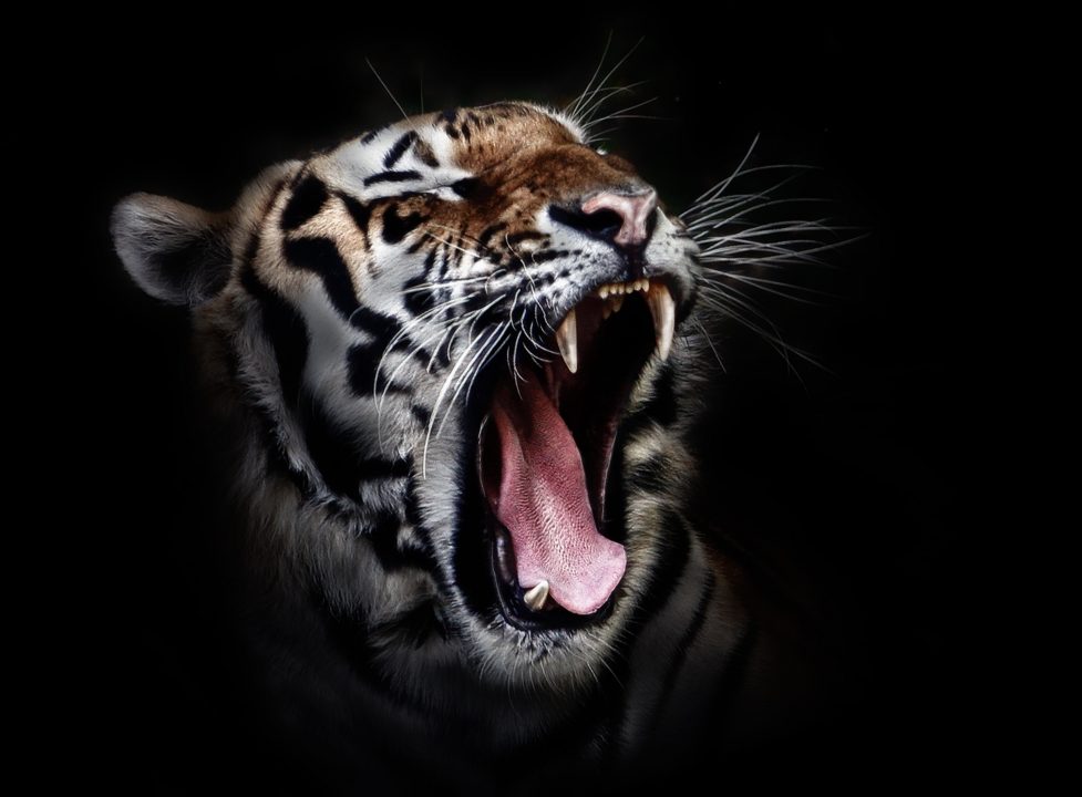 nature photographers